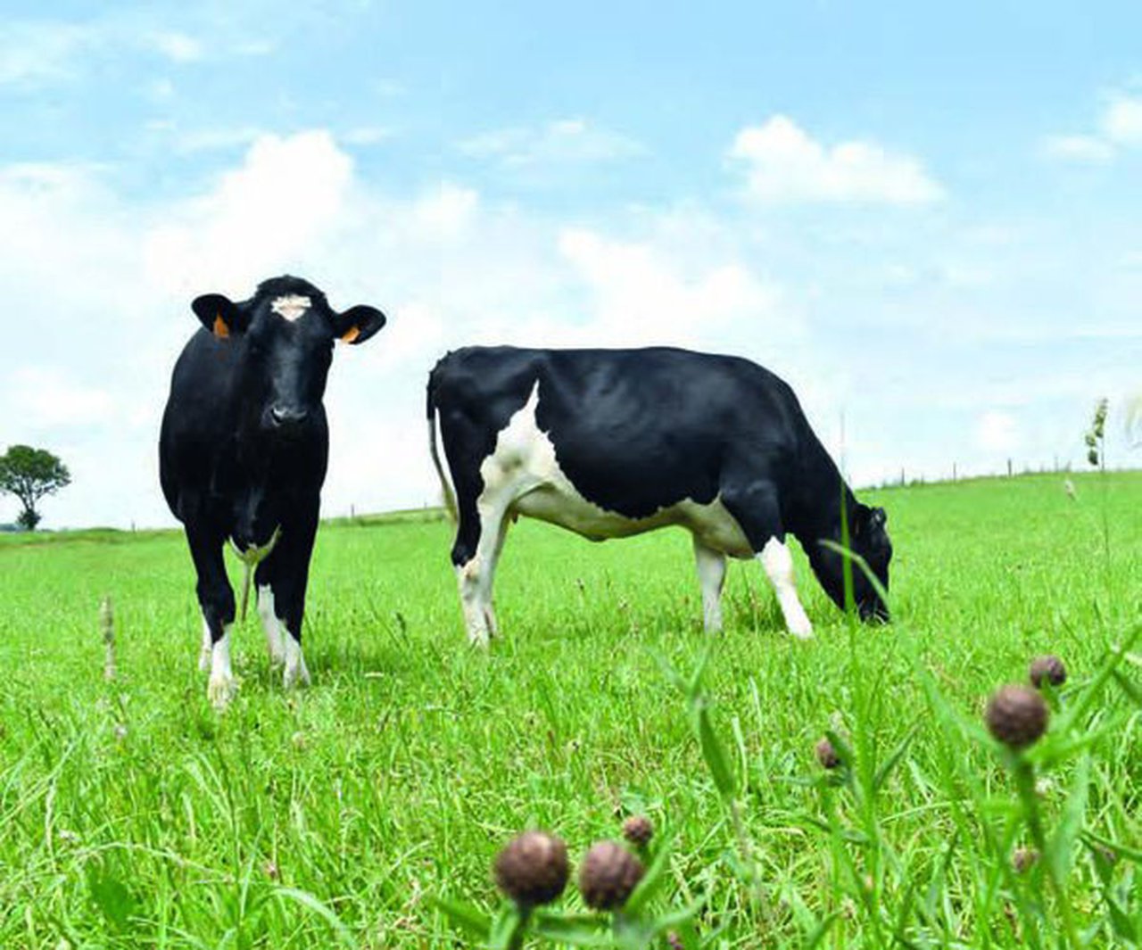 Factores que afectan á composición dos ácidos graxos no leite das vacas frisoas en Galicia