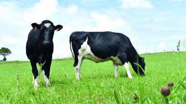 Factores que afectan á composición dos ácidos graxos no leite das vacas frisoas en Galicia