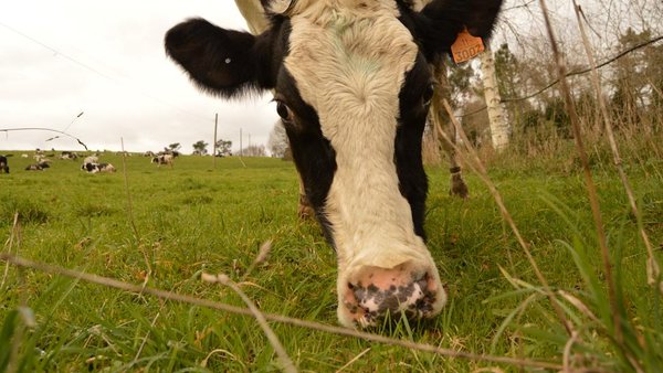 Constituida la Asociación de Productores de Leche Ecológica de Galicia