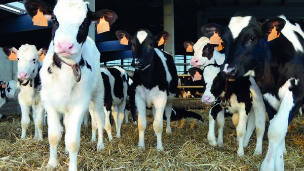 Efectos do desmochado mediante o lapis cáustico fronte á cauterización térmica sobre o benestar dos xatos