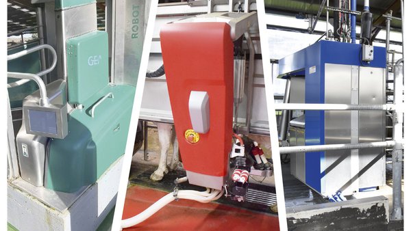 Robtos de muxido: influencia na saúde e no benestar da vaca