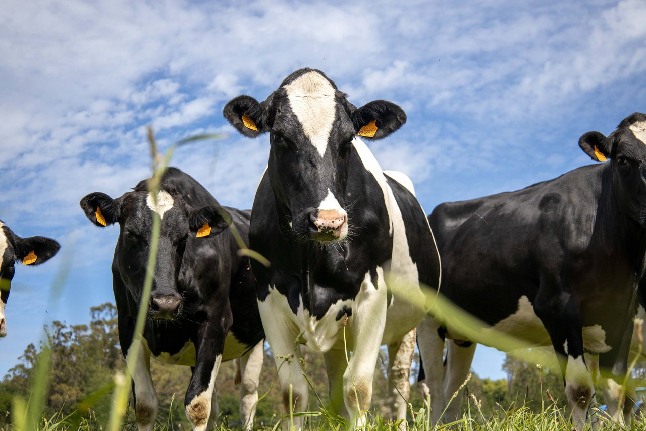 O Consello de Ministros incrementa o apoio á contratación de seguros agrarios