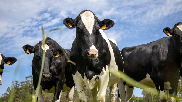 O Consello de Ministros incrementa o apoio á contratación de seguros agrarios
