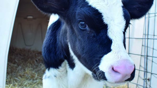 Calostro y leche de transición: componentes bioactivos