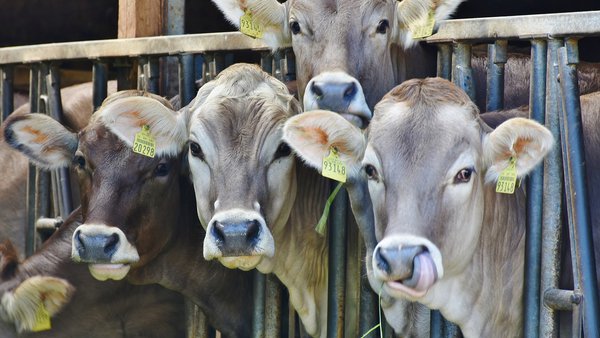 Unión de Uniones solicita a Transición Ecolóxica eximir os ganaderos de presentar a memoria anual sobre residuos