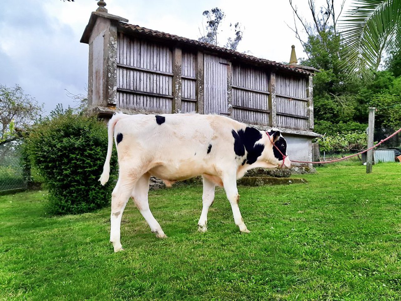 Un macho nacido en Galicia, n.º 1 no mundo e futuro semental de ABS Global