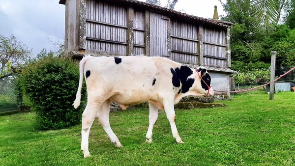 Un macho nacido en Galicia, n.º 1 en el mundo y futuro semental de ABS Global