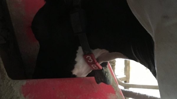Alimentación de precisión no robot de muxido