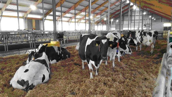 A importancia da formación sobre o manexo do período seco e o uso apropiado das cánulas de seladores e de terapia antibiótica