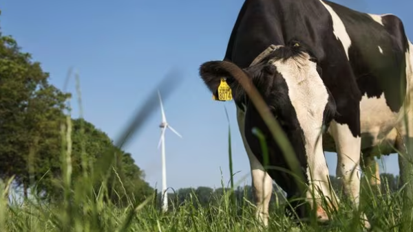 FrieslandCampina mantén no mes de xullo os prezos do leite