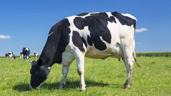 Timac Agro obtiene la verificación en bienestar animal y mejores técnicas disponibles (MTDs) en Prosanex 360 para todas las especies