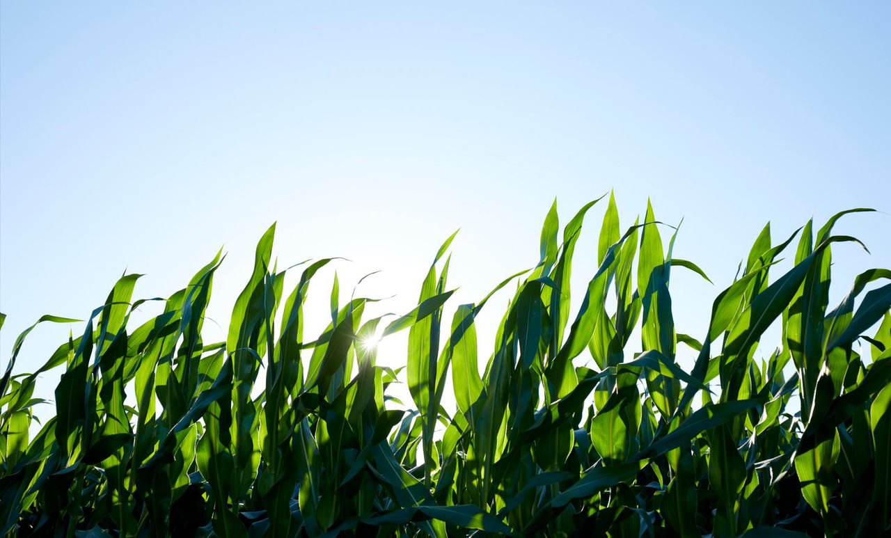 Timac Agro reduce más de un 40 % las emisiones de gases de efecto invernadero en maíz