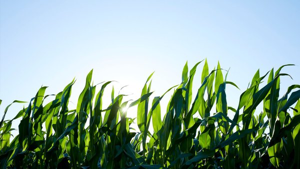 Timac Agro reduce máis dun 40 % as emisións de gases de efecto invernadoiro en millo