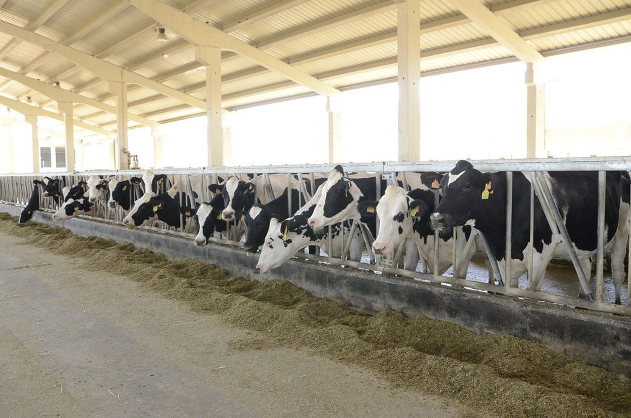 O TSJN estima parcialmente o recurso da empresa gandeira Valle de Odieta e recoñece o seu dereito a autorización ambiental para ampliar a súa granxa