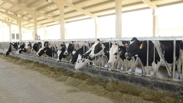 El TSJN estima parcialmente el recurso de la empresa ganadera Valle de Odieta y reconoce su derecho a autorización ambiental para ampliar su granja