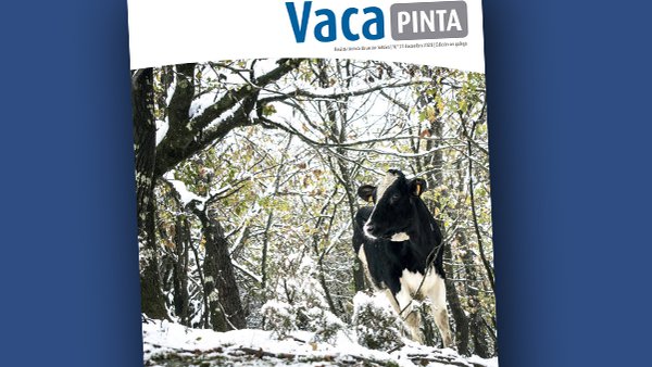 Vaca Pinta 21 llega a casa por Navidad