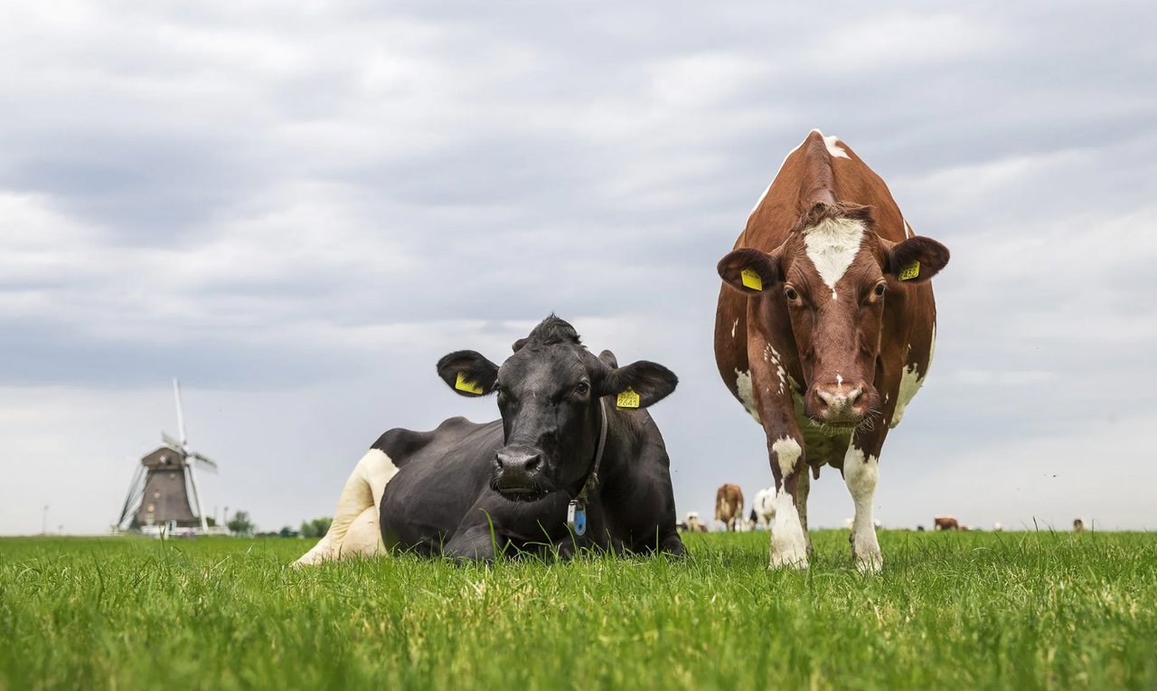 FrieslandCampina continúa en setembro co prezo do leite en 62,75 euros