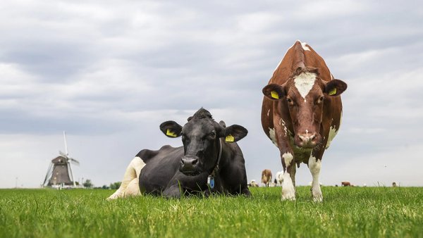 FrieslandCampina continúa en setembro co prezo do leite en 62,75 euros
