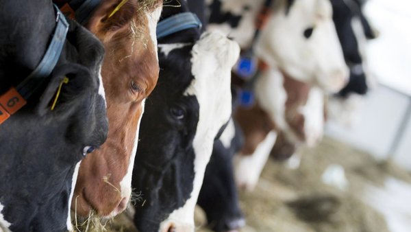 FrieslandCampina sitúa o prezo do leite para decembro en 43,50 €/100 kg