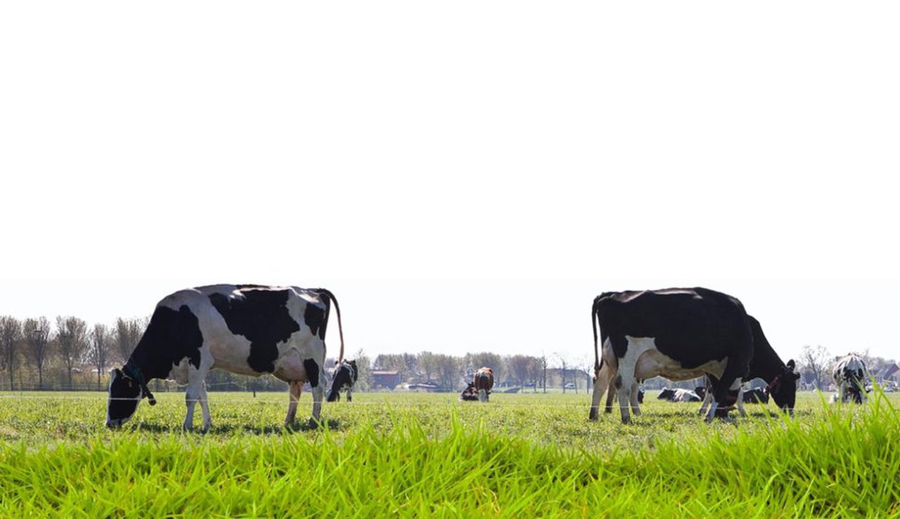 FrieslandCampina sobe catro euros o seu prezo garantido para o mes de xuño