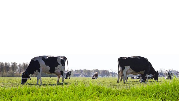 FrieslandCampina sobe catro euros o seu prezo garantido para o mes de xuño