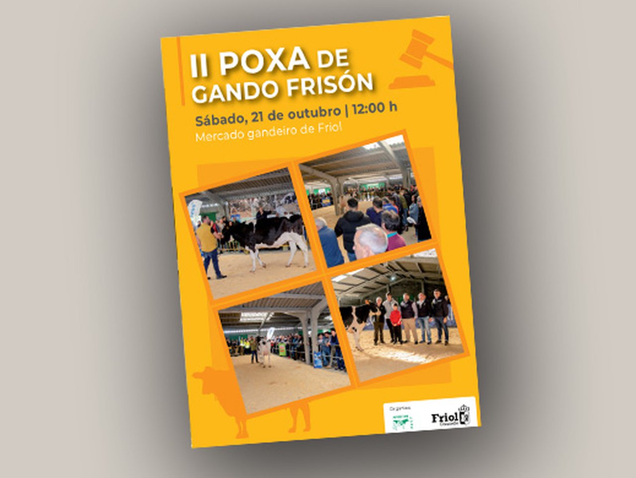 Friol poxará unha vintena de frisonas este sábado