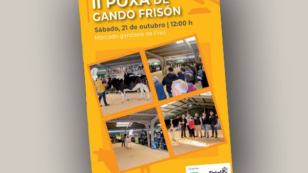 Friol poxará unha vintena de frisonas este sábado