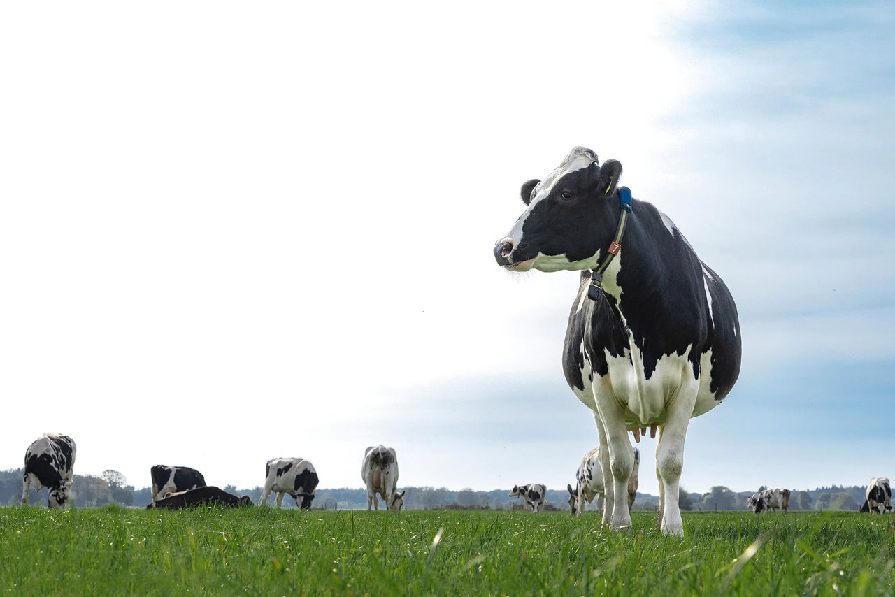 FrieslandCampina mantén o prezo de 62,25 €/100 kg de leite en novembro