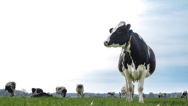 FrieslandCampina mantén o prezo de 62,25 €/100 kg de leite en novembro