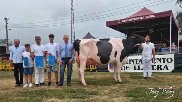 Badiola Holstein gaña o concurso frisón de Llanera