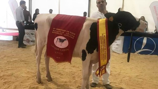 Pereira Doc Duda 2 gana el concurso de la Expo Barcelos 2019