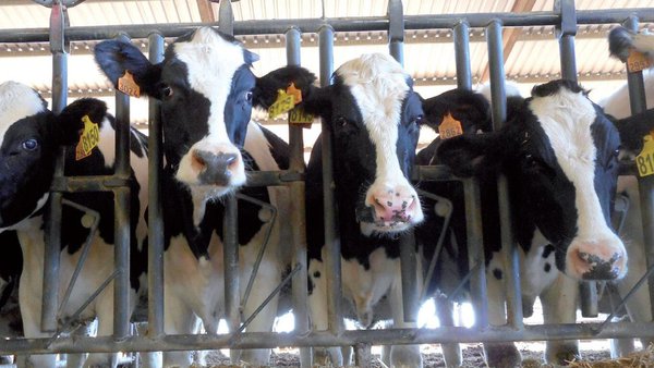 Que resulta máis eficaz e económico para inseminar xovencas: protocolos hormonais con ou sen dispositivo intravaxinal de proxesterona?