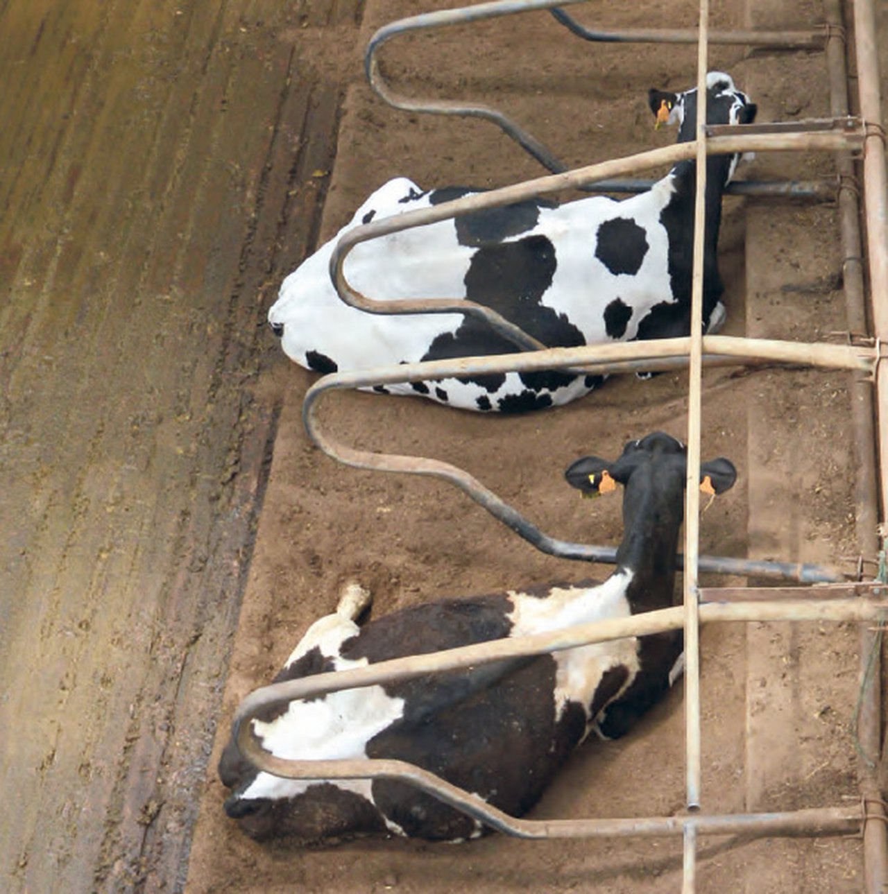 Xestión do xurro para camas máis confortables e hixiénicas