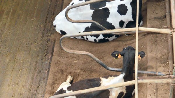 Xestión do xurro para camas máis confortables e hixiénicas