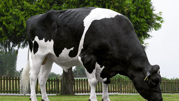 Enero da comienzo a la campaña de semen de Galicia 2025