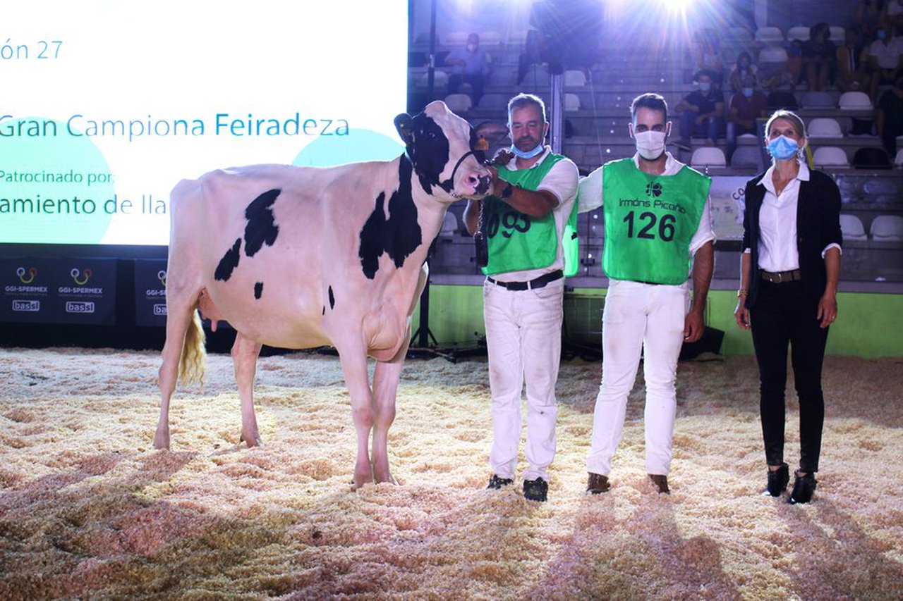 Vaca gran campiona da XXXVI Feiradeza