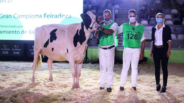 Vaca gran campiona da XXXVI Feiradeza