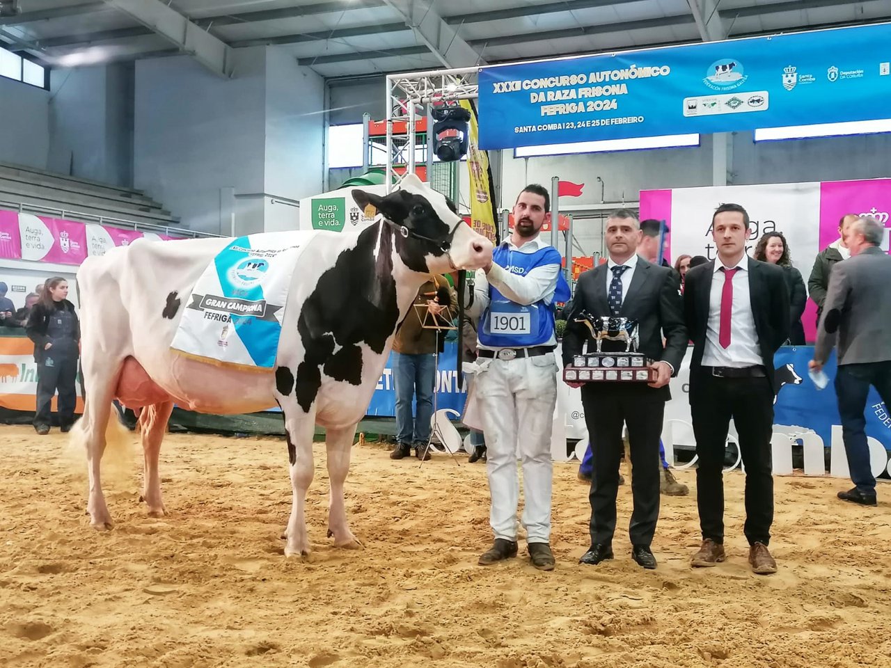 Rey 814 Beemer Yuri cuatripite como vaca gran campeona del regional gallego