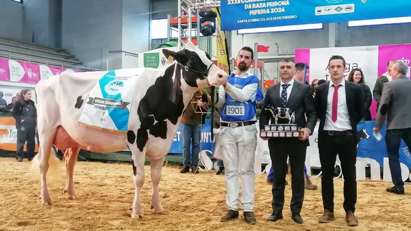 Rey 814 Beemer Yuri cuatripite como vaca gran campeona del regional gallego