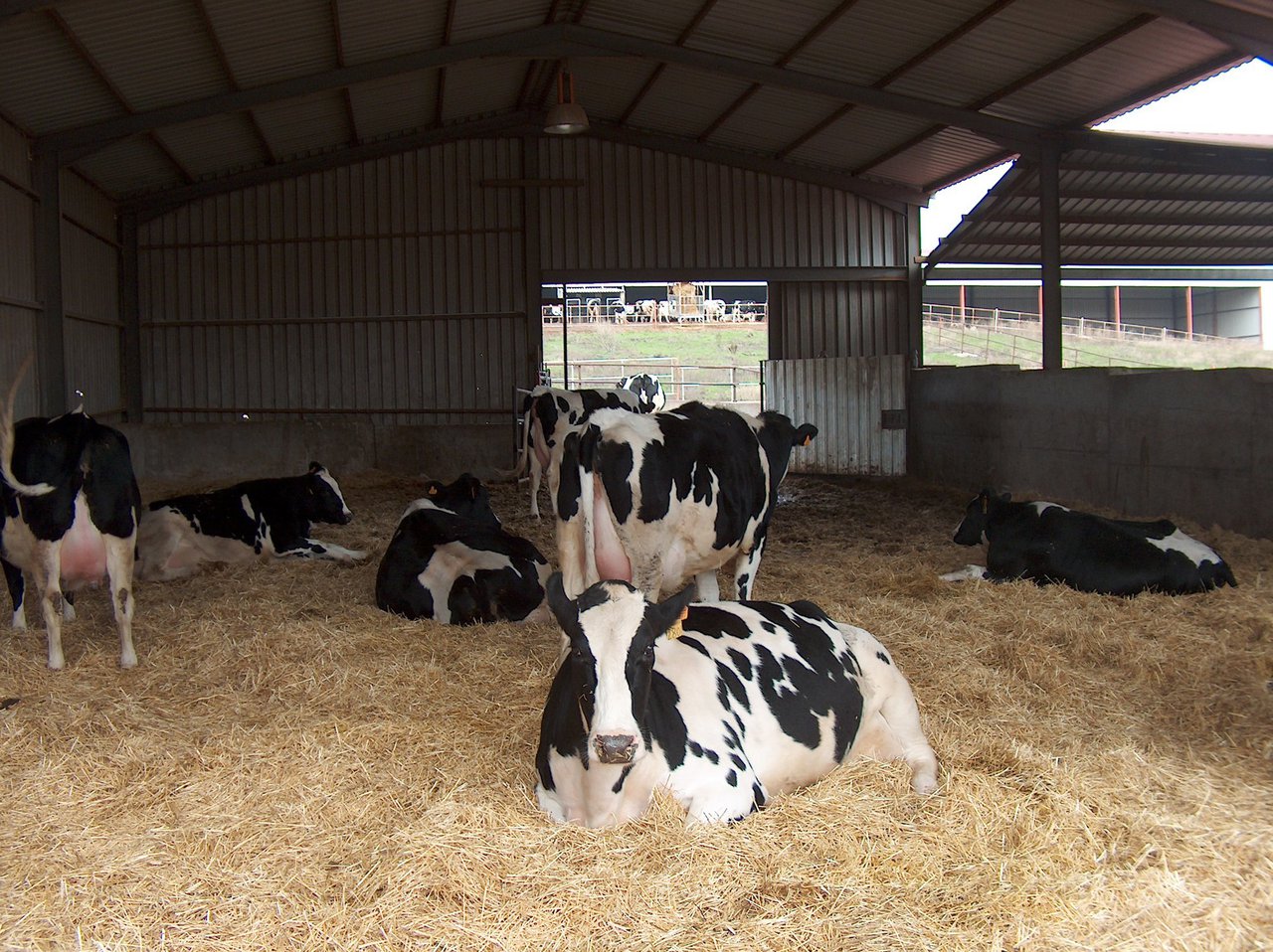 Nanta Dairy Start, o programa para a optimización do benestar e a lonxevidade das vacas
