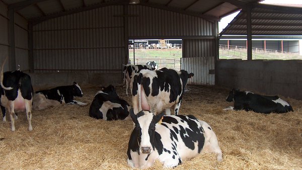 Nanta Dairy Start, o programa para a optimización do benestar e a lonxevidade das vacas