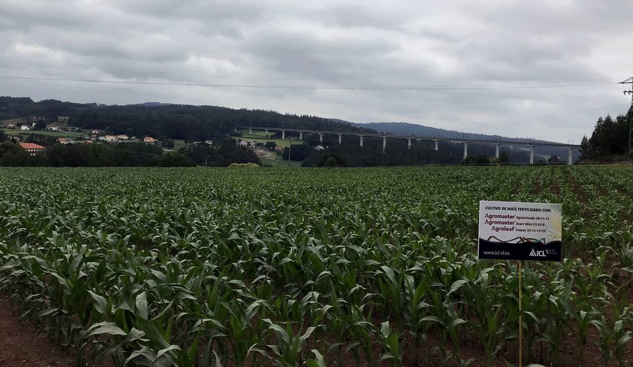ICL demostra no campo a eficacia do seu programa integral para millo