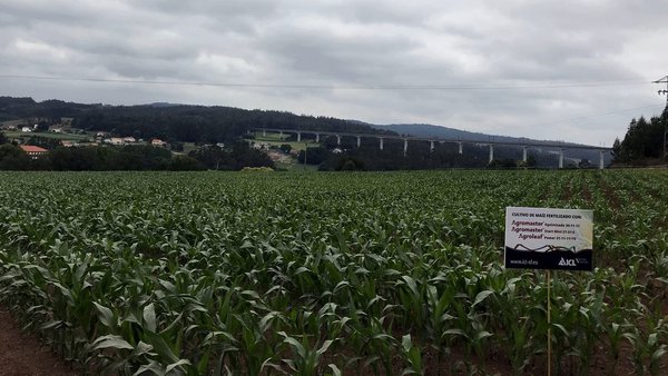 ICL demostra no campo a eficacia do seu programa integral para millo