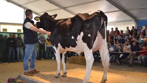 Finaliza a VI Poxa de Gando Frisón de Boimorto cun volume de negocio de 31.350 euros