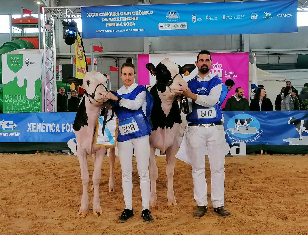La nueva novilla gran campeona de Galicia se llama Rey 1174 Thunderstorm Holy