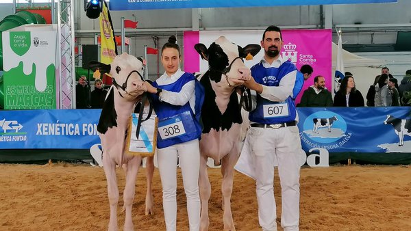 La nueva novilla gran campeona de Galicia se llama Rey 1174 Thunderstorm Holy