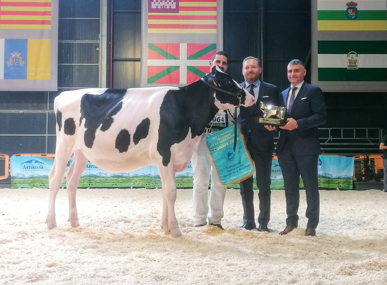 Rey 1273 Hxl Bambi se proclama gran campeona de terneras y novillas en el 44.º Concurso Nacional de la Raza Frisona