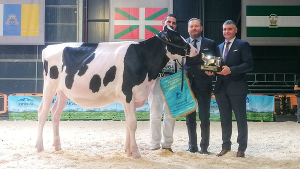 Rey 1273 Hxl Bambi se proclama gran campeona de terneras y novillas en el 44.º Concurso Nacional de la Raza Frisona
