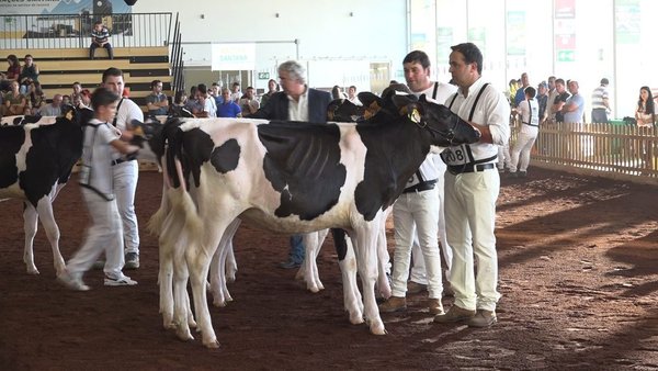 A competición frisona dos Azores, en vídeo!