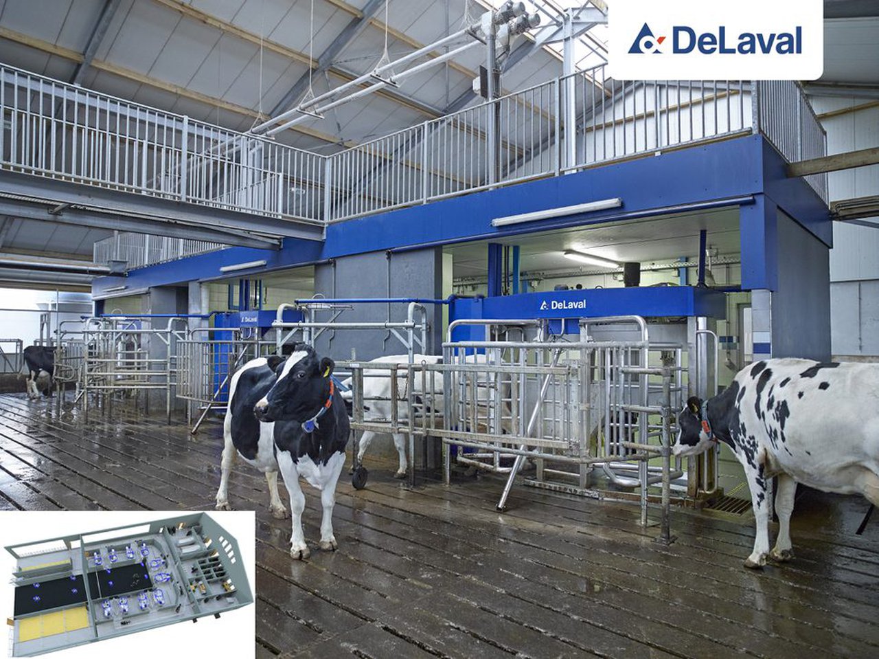 Novas posibilidades para as granxas de gran volume: o muxido robotizado por lotes de DeLaval VMS